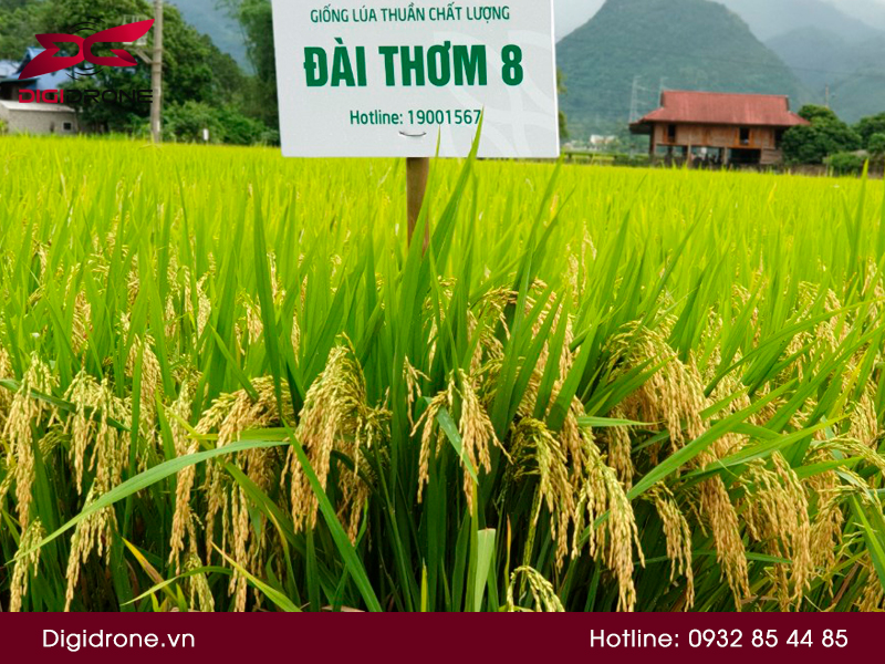 Ảnh bìa bài viết