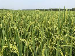 Ảnh bìa bài viết