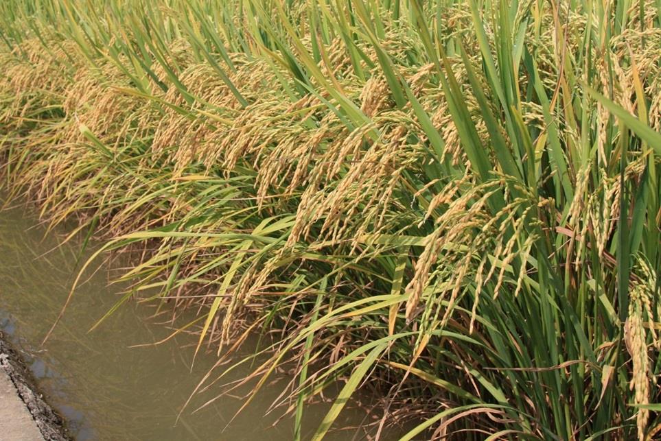 Ảnh bìa bài viết