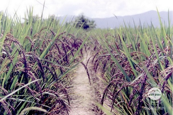 Ảnh bìa bài viết