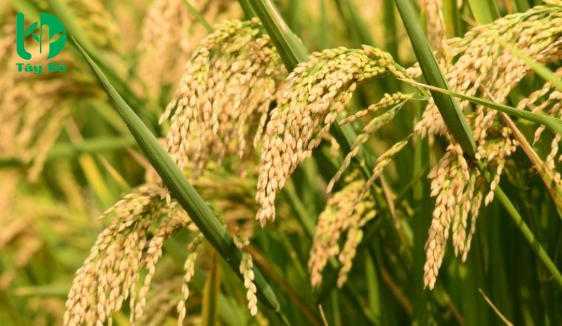 Ảnh bìa bài viết