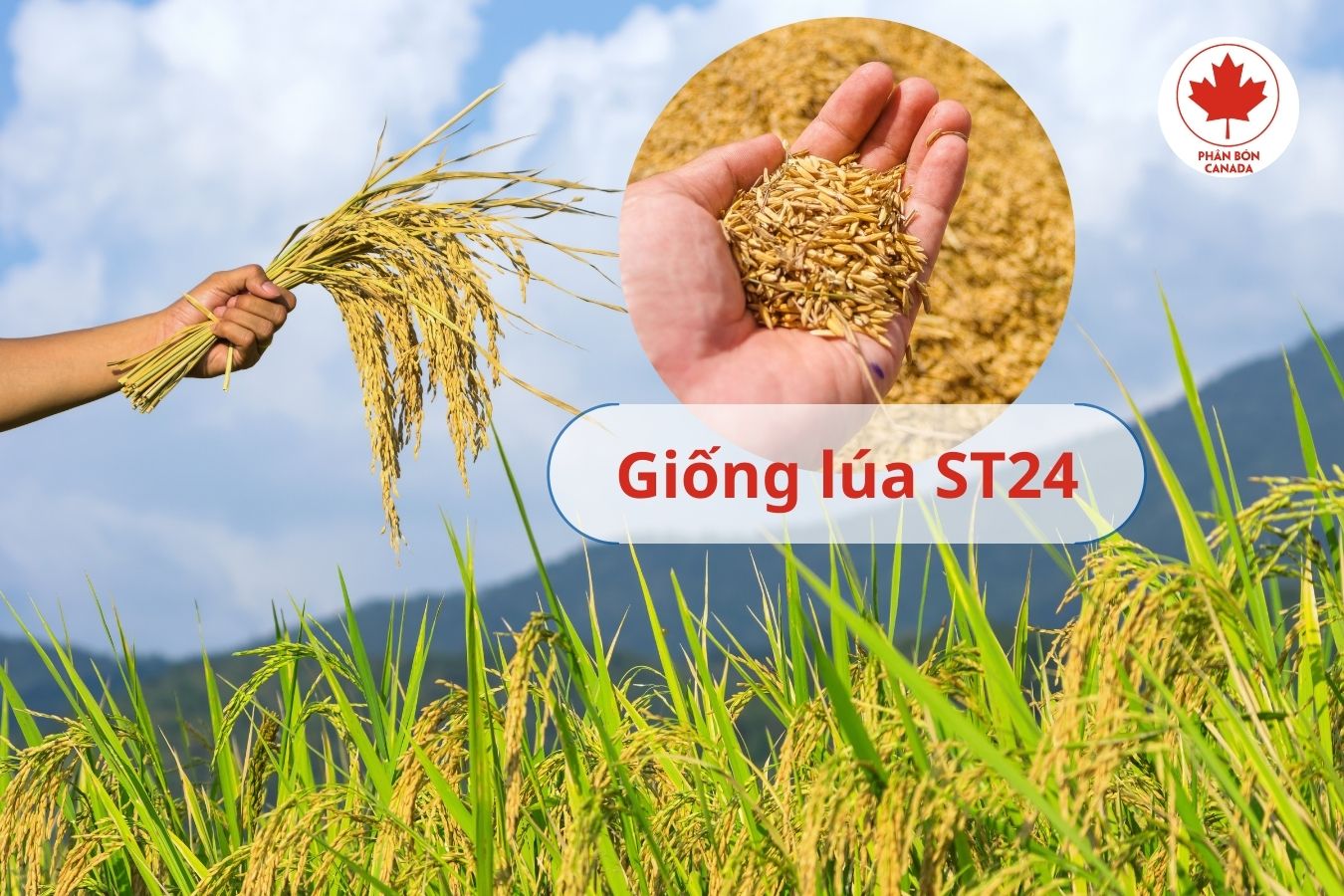 Ảnh bìa bài viết