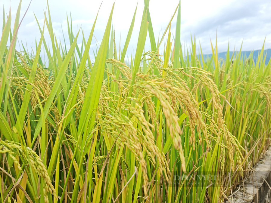 Ảnh bìa bài viết