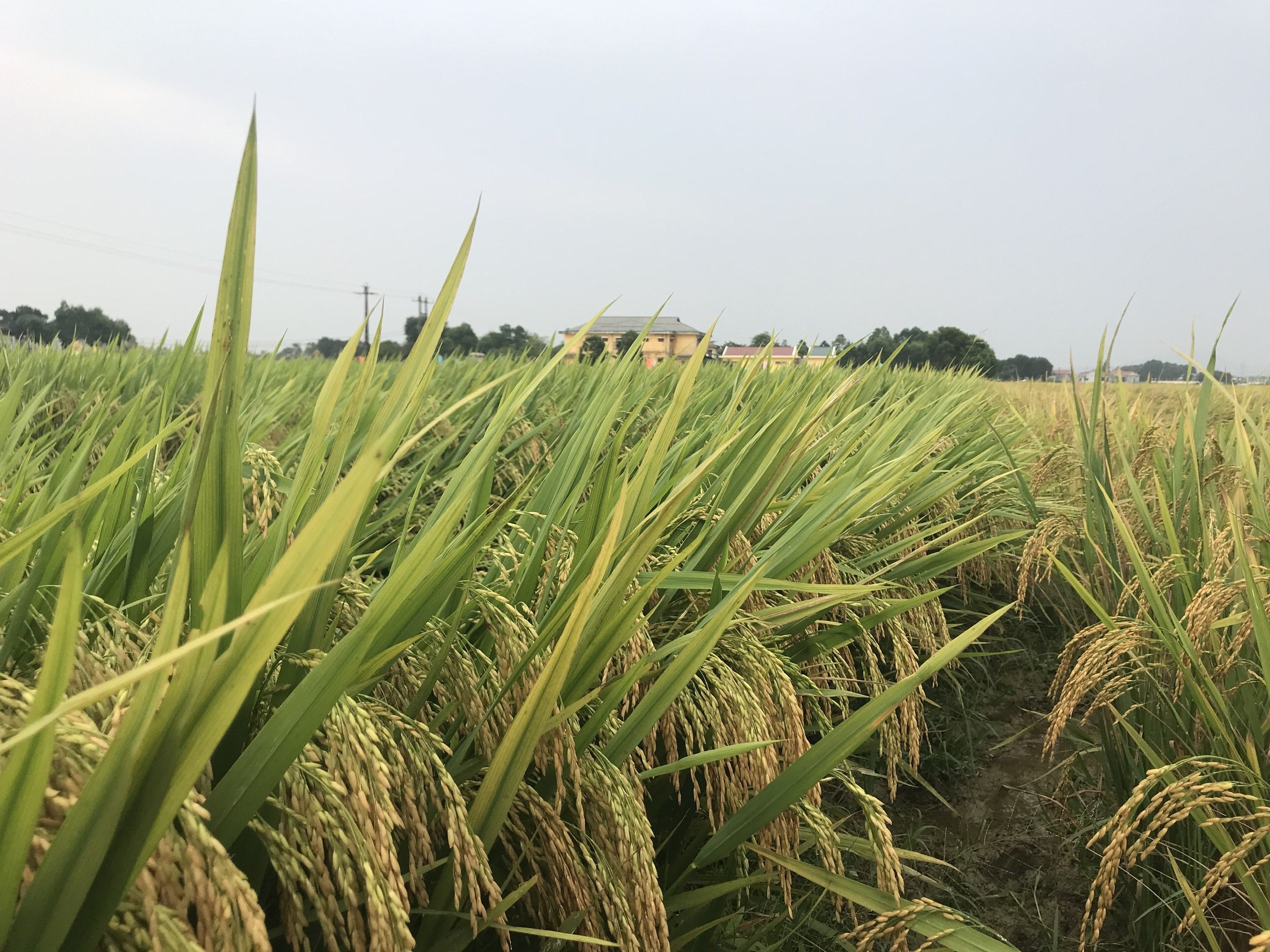 Ảnh bìa bài viết